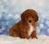 ACA Registered Mini Poodle For Sale Sugarcreek OH Male-Kodak