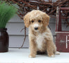Mini Goldendoodle For Sale Sugarcreek OH Female-Laurel