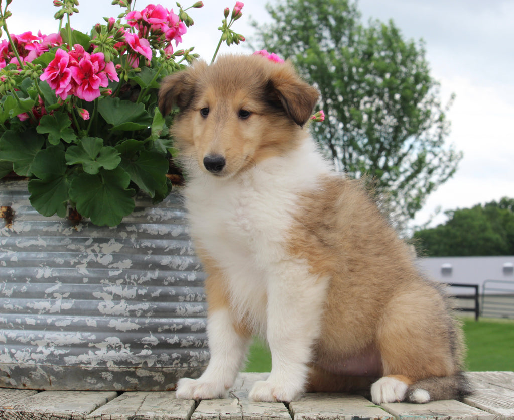 Collie Lassie For Sale Fredericksburg Oh Female Lola Ac Puppies Llc 