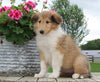 Collie Lassie For Sale Fredericksburg OH Female-Lola