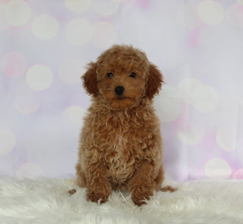 ACA Registered Mini Poodle For Sale Sugarcreek OH Female-Mia