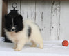 ACA Registered Pomeranian For Sale Millersburg OH Male-Oreo