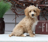 Mini Goldendoodle For Sale Sugarcreek OH Female-Laurel