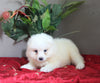 AKC Registered Samoyed For Sale Danville OH Female-Penny