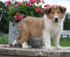 Collie Lassie For Sale Fredericksburg OH Female-Lelah