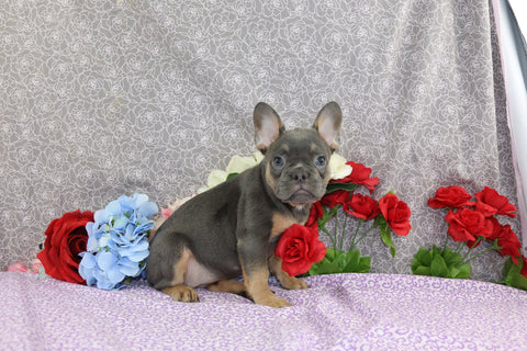 AKC Registered French Bulldog For Sale Wooster OH Female-Yara