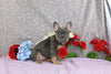 AKC Registered French Bulldog For Sale Wooster OH Female-Yara