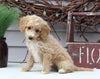 Mini Goldendoodle For Sale Sugarcreek OH Female-Laurel