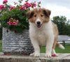 Collie Lassie For Sale Fredericksburg OH Female-Lelah