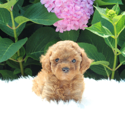 AKC Registered Mini Poodle For Sale Millersburg OH Female-Maddie