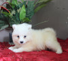 AKC Registered Samoyed For Sale Danville OH Female-Angel