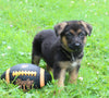 AKC German Shepherd For Sale Millersburg OH Male-Blake