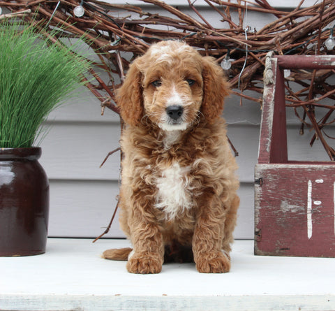 Mini Goldendoodle For Sale Sugarcreek OH Male-Lane