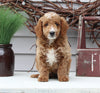Mini Goldendoodle For Sale Sugarcreek OH Male-Lane