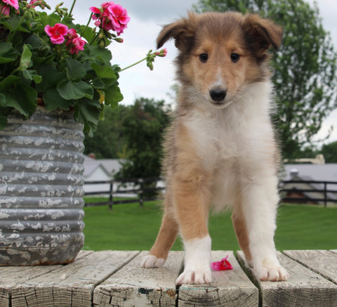 Collie Lassie For Sale Fredericksburg OH Female-Lindsey