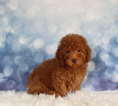 ACA Registered Mini Poodle For Sale Sugarcreek OH Male-Odis