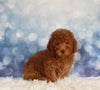 ACA Registered Mini Poodle For Sale Sugarcreek OH Male-Odis