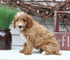 Mini Goldendoodle For Sale Sugarcreek OH Male-Lane