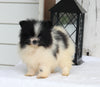 ACA Registered Pomeranian For Sale Millersburg OH Female-Violet