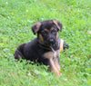 AKC German Shepherd For Sale Millersburg OH Male-Blake