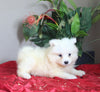 AKC Registered Samoyed For Sale Danville OH Female-Angel