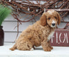 Mini Goldendoodle For Sale Sugarcreek OH Male-Lane