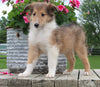 Collie Lassie For Sale Fredericksburg OH Female-Lindsey