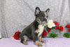 AKC Registered French Bulldog For Sale Wooster OH Male-Yancy