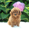 AKC Registered Mini Poodle For Sale Millersburg OH Male-Tarzan