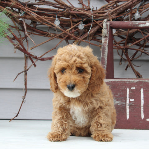 Mini Goldendoodle For Sale Sugarcreek OH Female-Lindsay