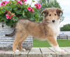 Collie Lassie For Sale Fredericksburg OH Female-Lindsey