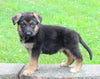 AKC German Shepherd For Sale Millersburg OH Male-Blake