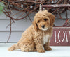 Mini Goldendoodle For Sale Sugarcreek OH Female-Lindsay