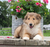 Collie Lassie For Sale Fredericksburg OH Male-Leo
