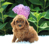 AKC Registered Mini Poodle For Sale Millersburg OH Male-Tarzan