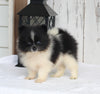 ACA Registered Pomeranian For Sale Millersburg OH Female-Trixie