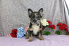 AKC Registered French Bulldog For Sale Wooster OH Male-Yancy