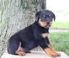 AKC Rottweiler For Sale Fredericksburg OH Male-Rocky