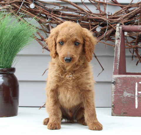 Mini Goldendoodle For Sale Sugarcreek OH Male-Lenny