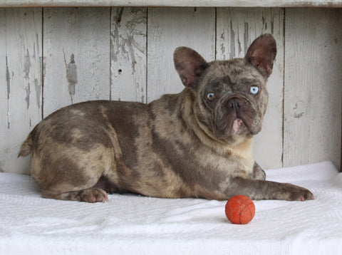 AKC French Bulldog For Sale Millersburg OH Female-Salt & Pepper