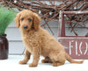 Mini Goldendoodle For Sale Sugarcreek OH Male-Lenny