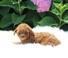 AKC Registered Mini Poodle For Sale Millersburg OH Female-Kelly