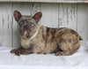 AKC French Bulldog For Sale Millersburg OH Female-Salt & Pepper