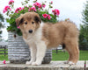 Collie Lassie For Sale Fredericksburg OH Male-Lennie