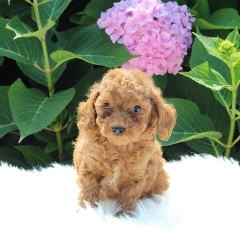 AKC Registered Mini Poodle For Sale Millersburg OH Male-Teddy