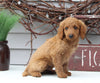 Mini Goldendoodle For Sale Sugarcreek OH Male-Lenny