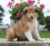 Collie Lassie For Sale Fredericksburg OH Male-Lennie