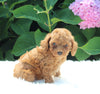 AKC Registered Mini Poodle For Sale Millersburg OH Male-Teddy