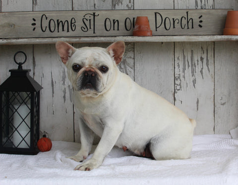 AKC French Bulldog For Sale Millersburg OH Female-Jolly