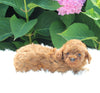 AKC Registered Mini Poodle For Sale Millersburg OH Male-Elvis